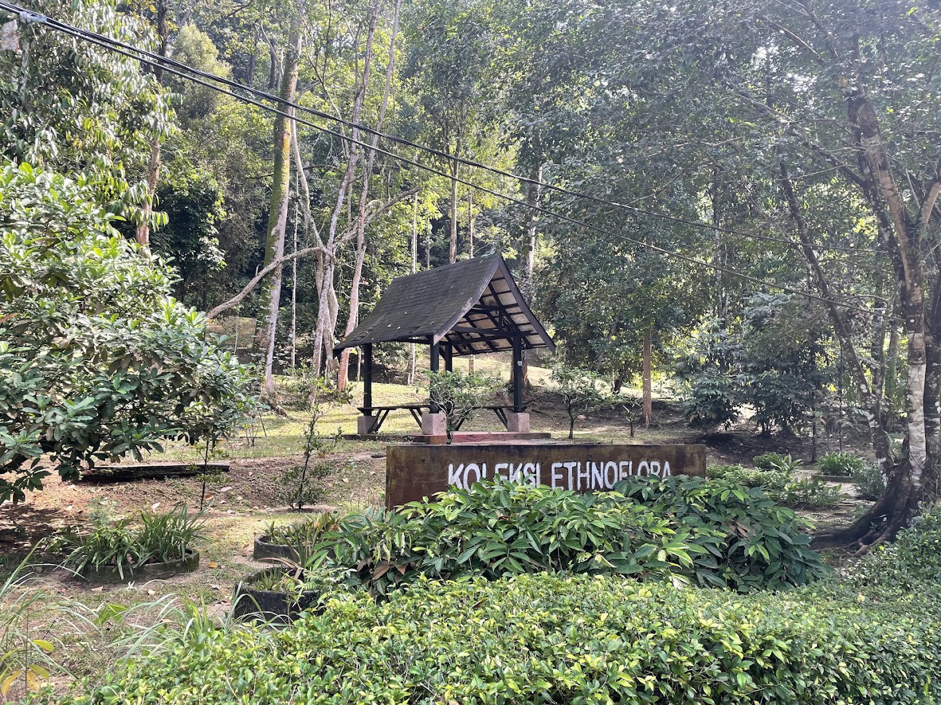 Gambar galeri FRIM Forest Skywalk