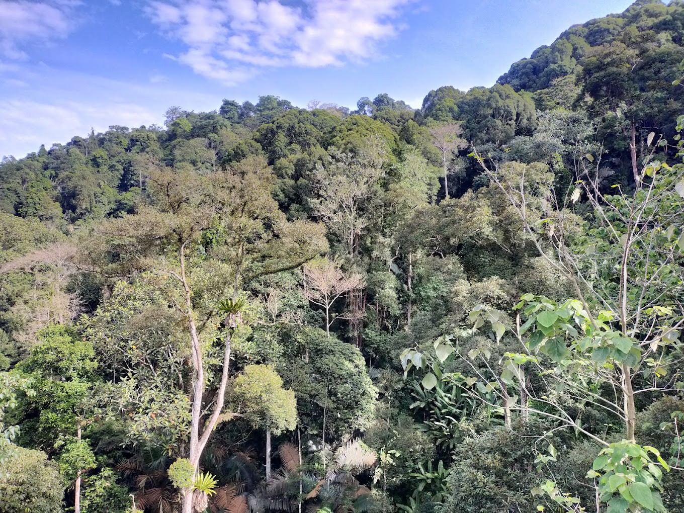 Gambar galeri FRIM Forest Skywalk