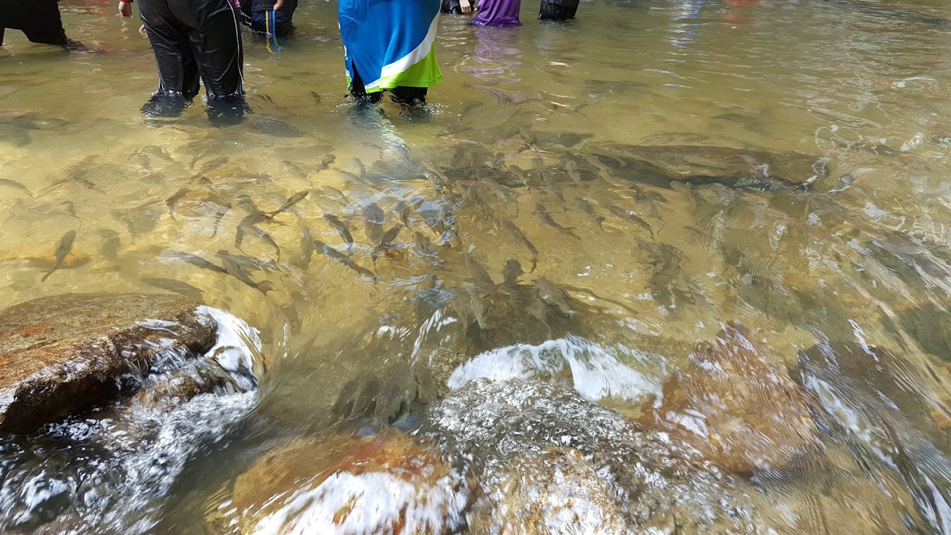 Gambar galeri Santuari Ikan Kelah Sungai Chiling