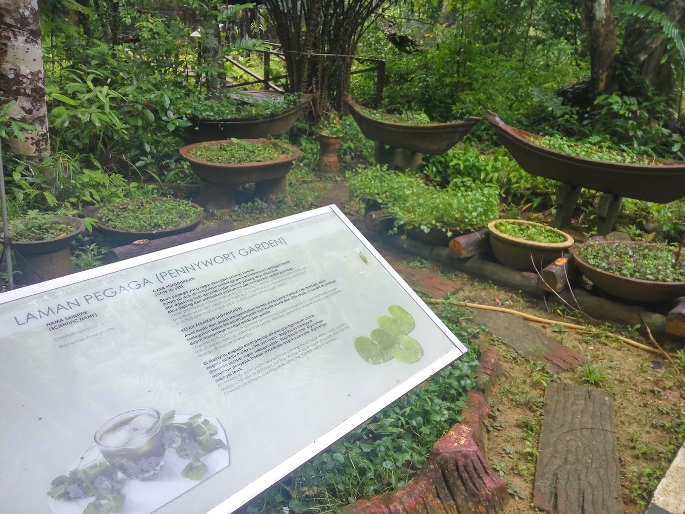 Gambar galeri Rimba Herba Perlis
