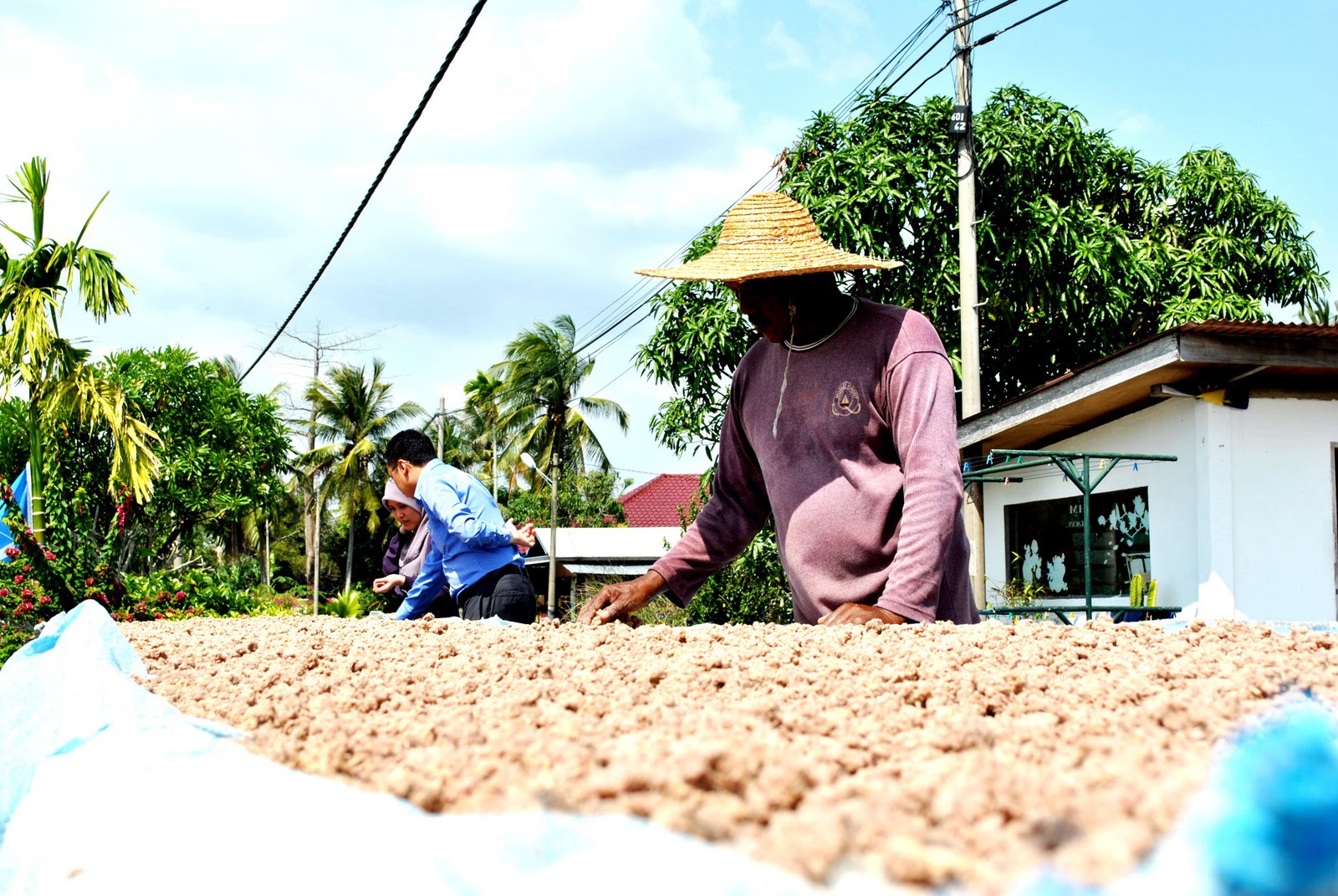 HM Belacan — Proses pengeringan belacan — foto arkib pengusaha