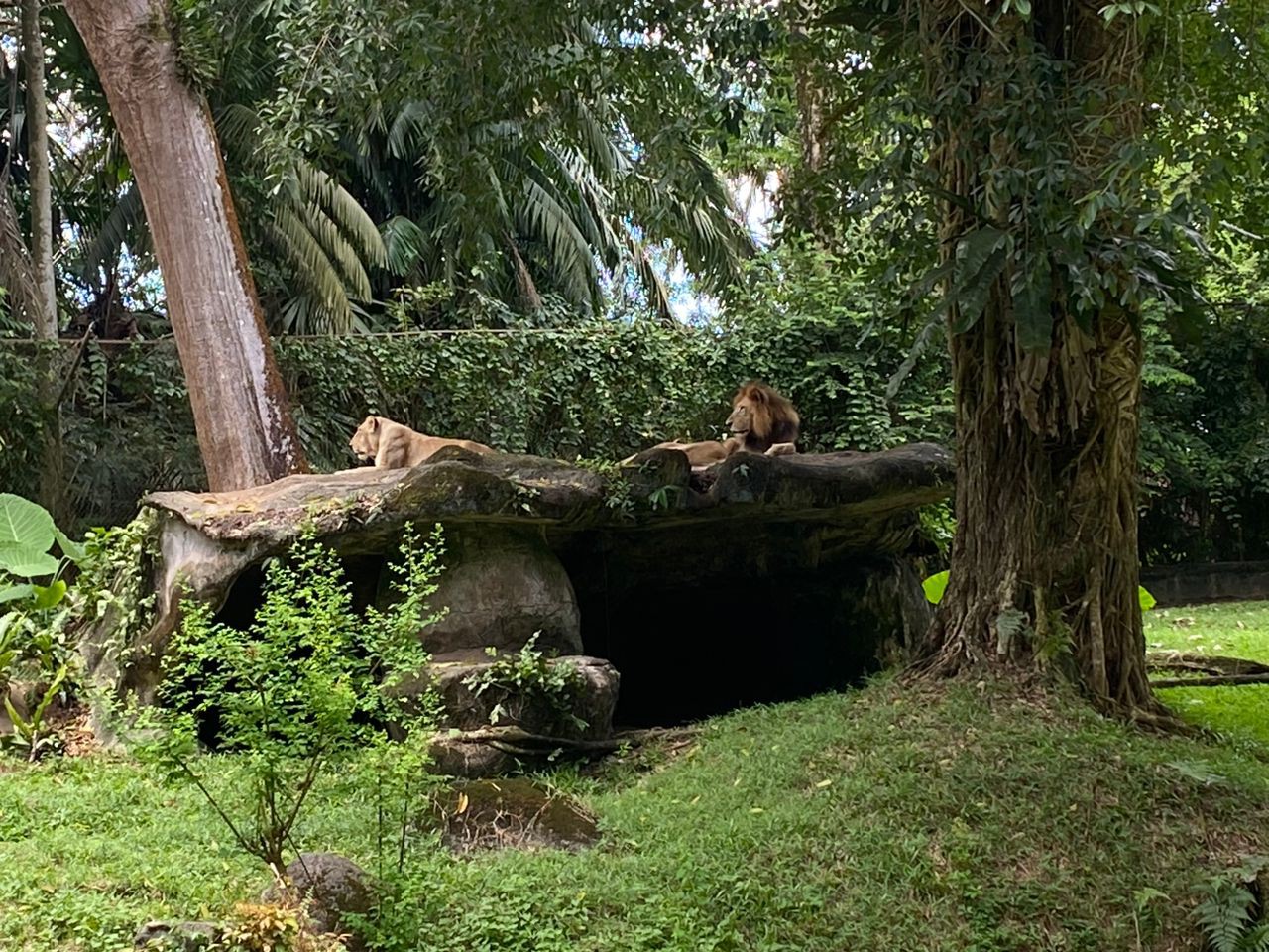 Gambar galeri Zoo Taiping & Night Safari