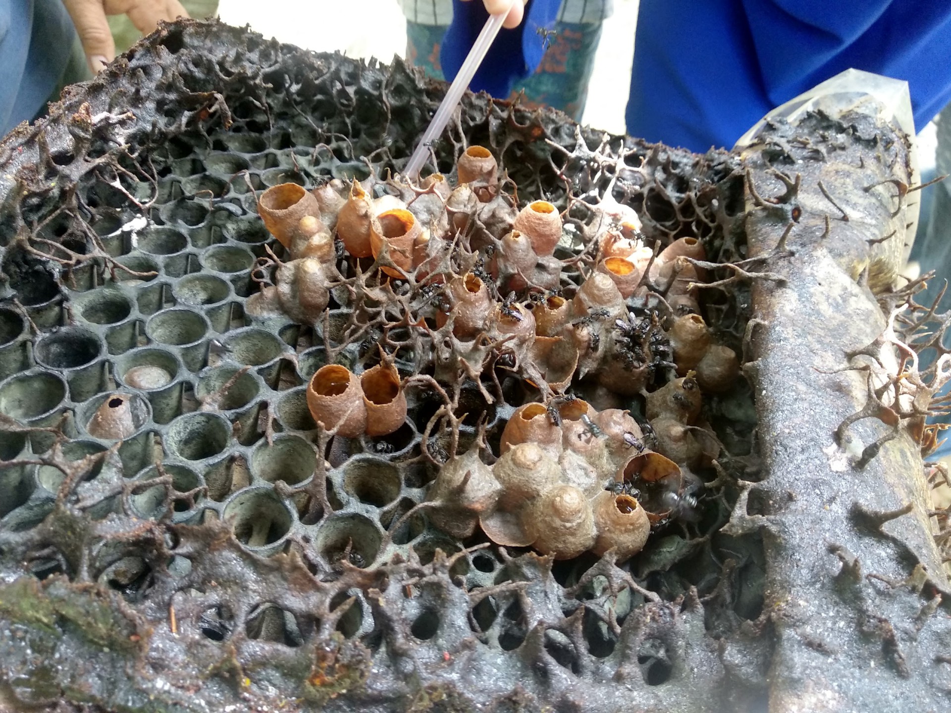 Ladang Kelulut Desa Lestari Ulu Legong — Sudut tambahan 1