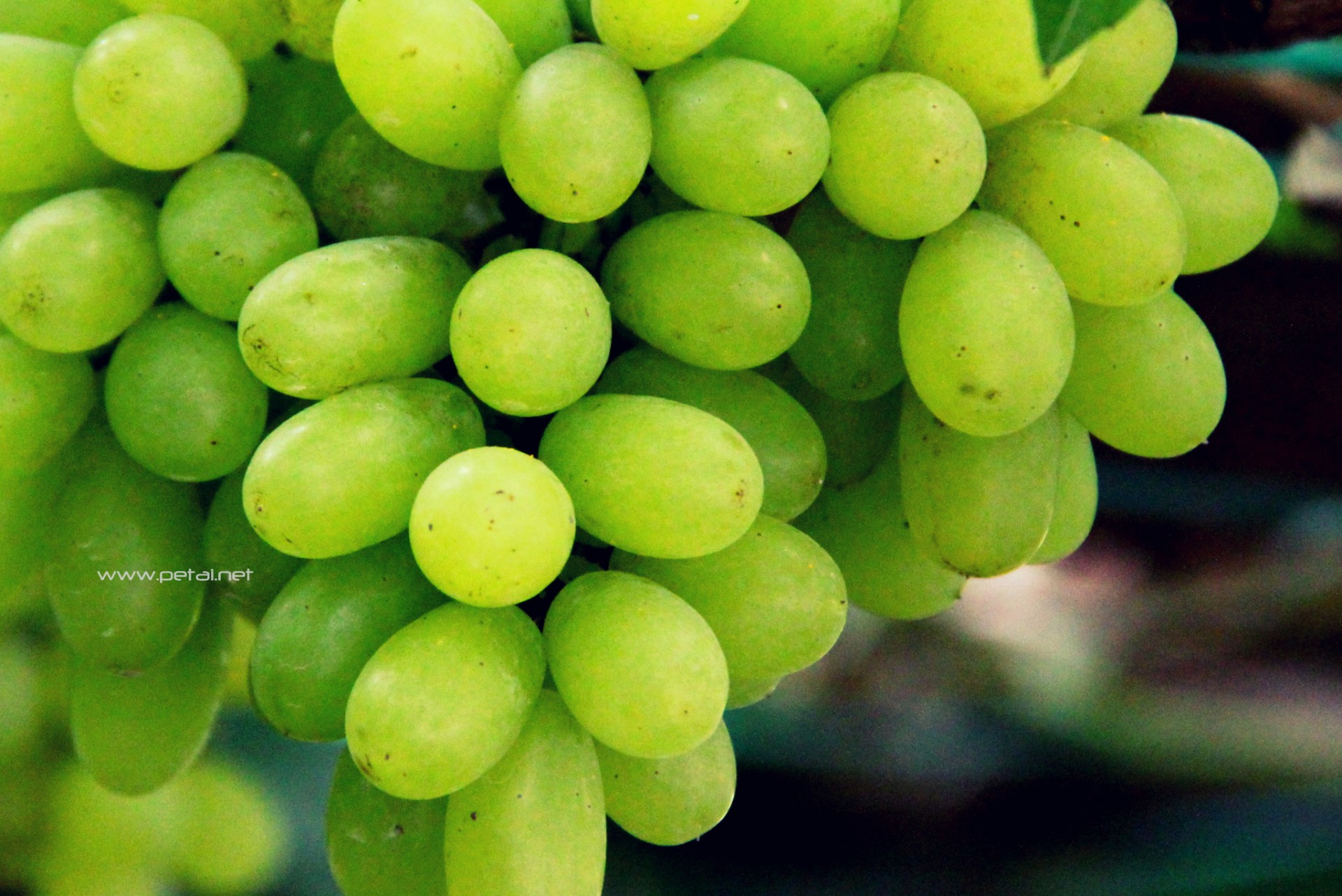 Ladang Anggur Tasik Beris (Beris Lake Vineyard) — Sorotan tempat