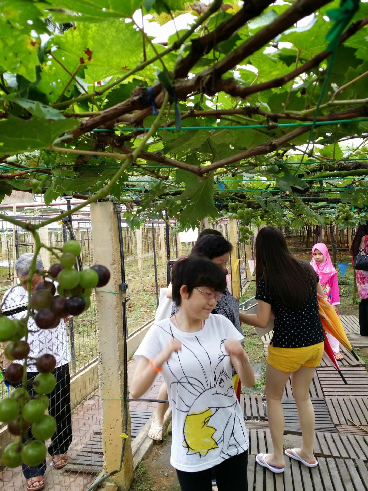 Ladang Anggur Tasik Beris (Beris Lake Vineyard) — Sudut tambahan 1