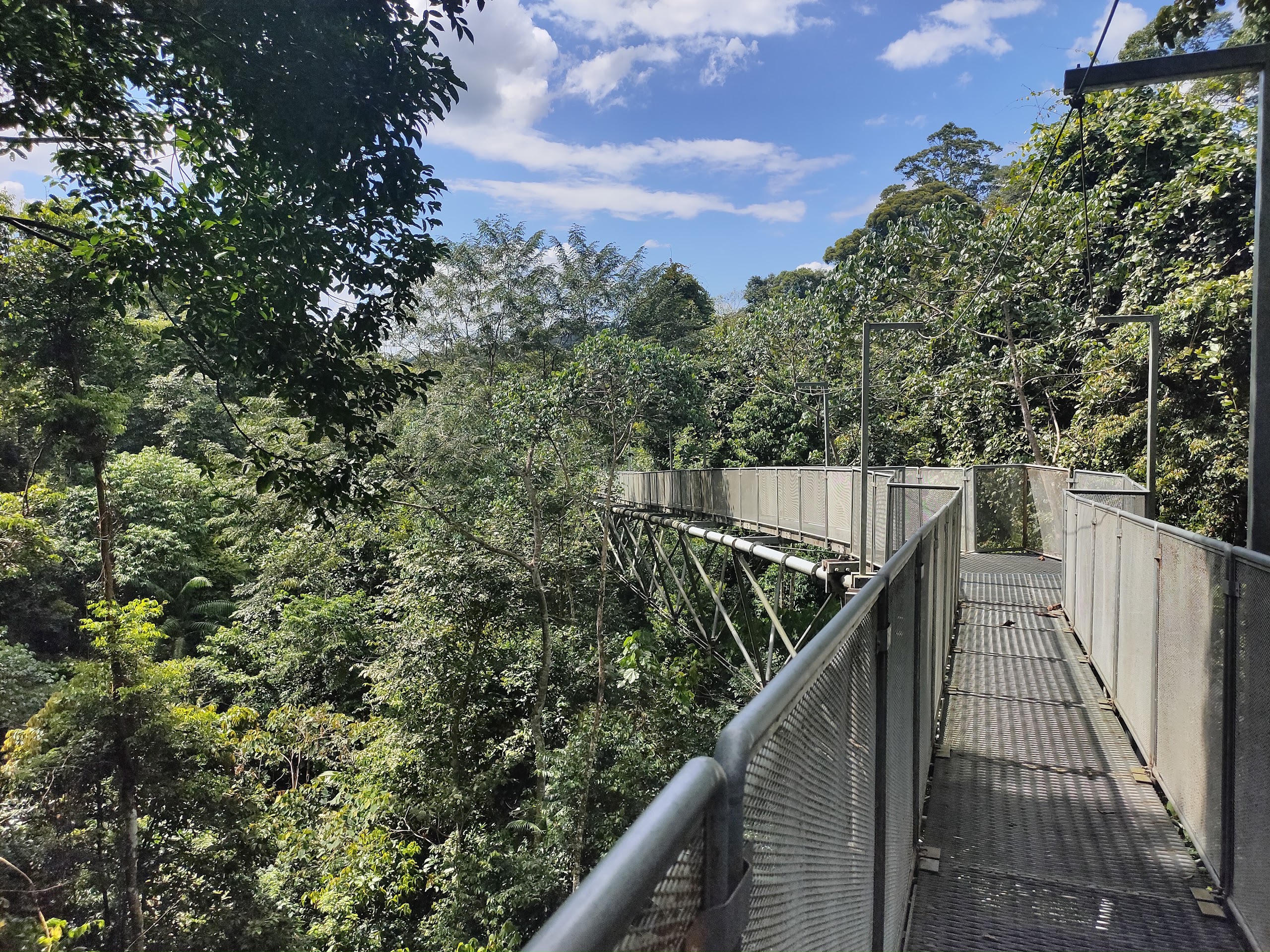 Gambar Tree Top Walk Sungai Sedim