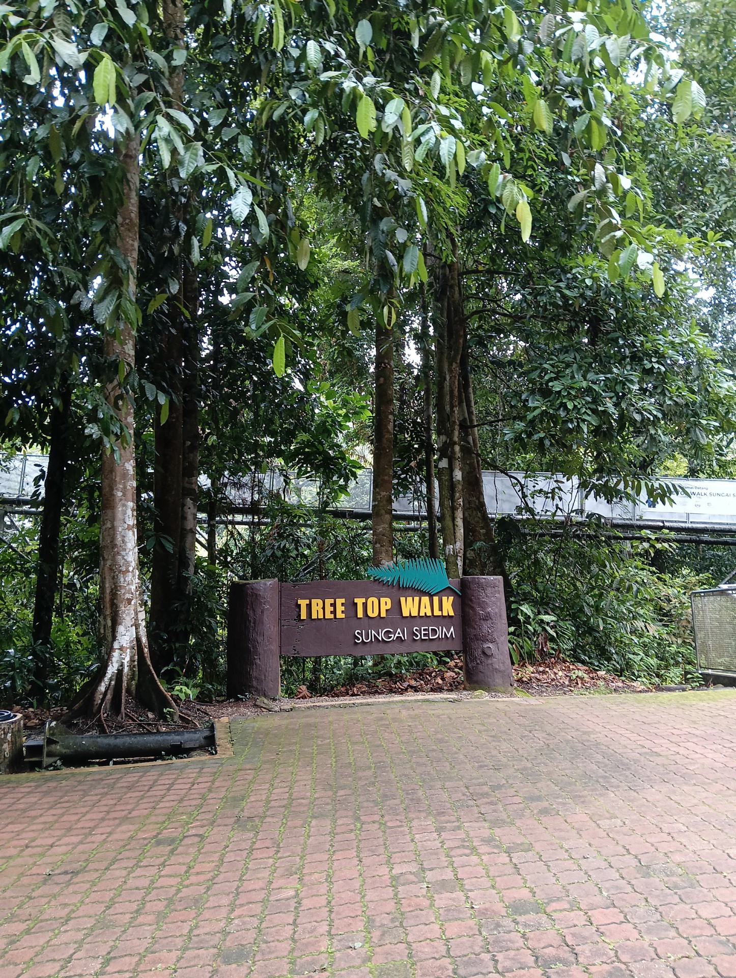 Tree Top Walk Sungai Sedim — Sudut tambahan 1