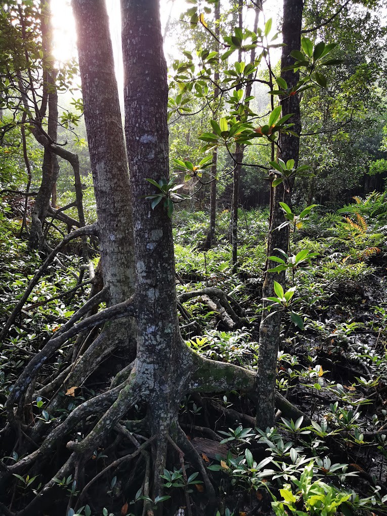 Gambar galeri Taman Eko Pelajaran Hutan Paya Laut Matang