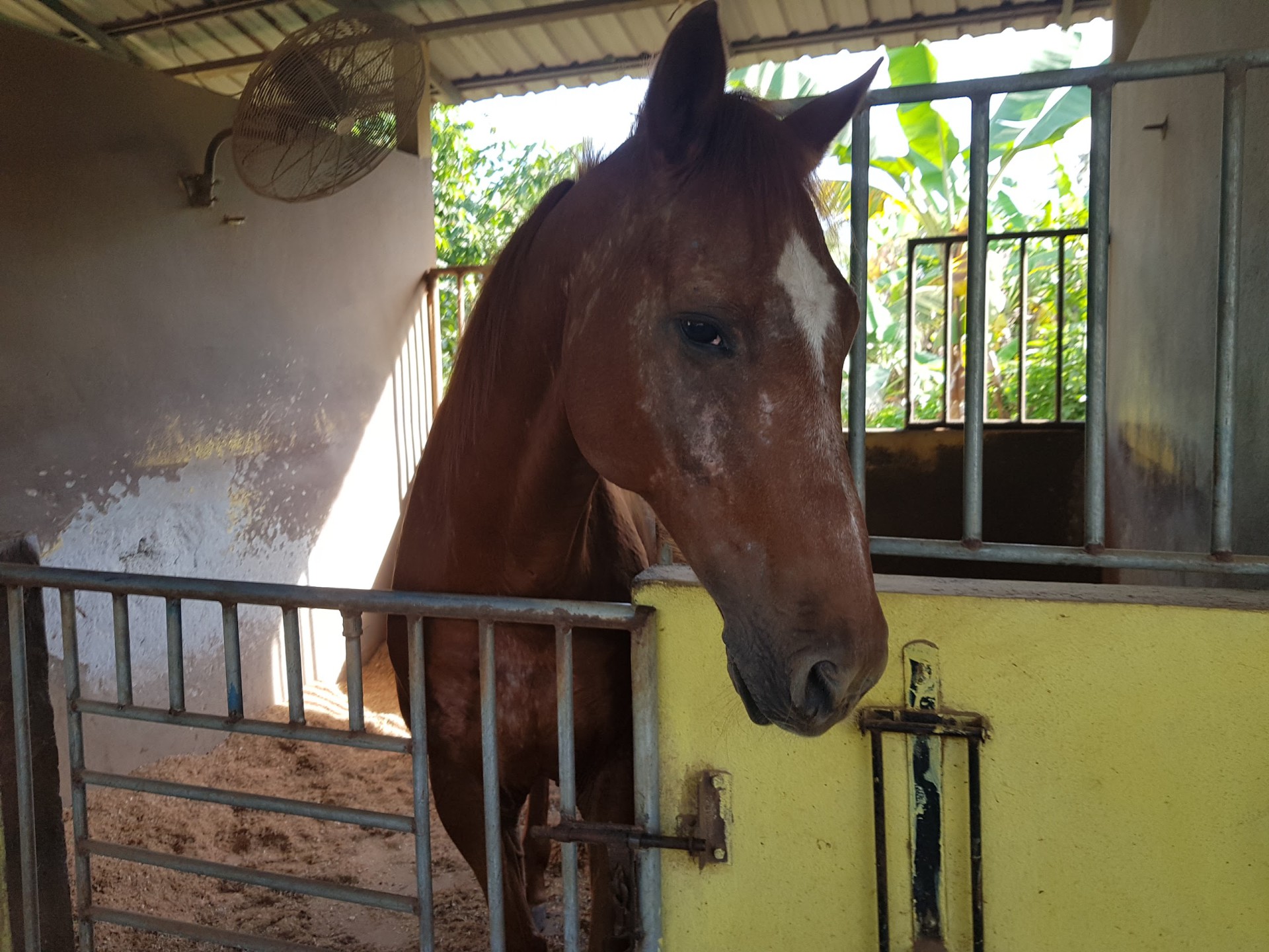 Countryside Stables Penang — Sorotan tempat