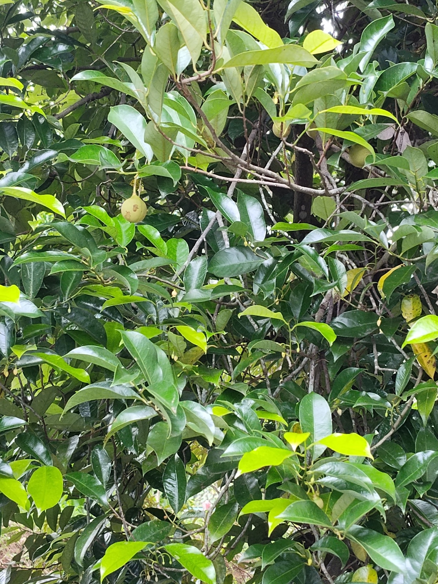 Kilang Buah Pala Ghee Hup — Sudut tambahan 2