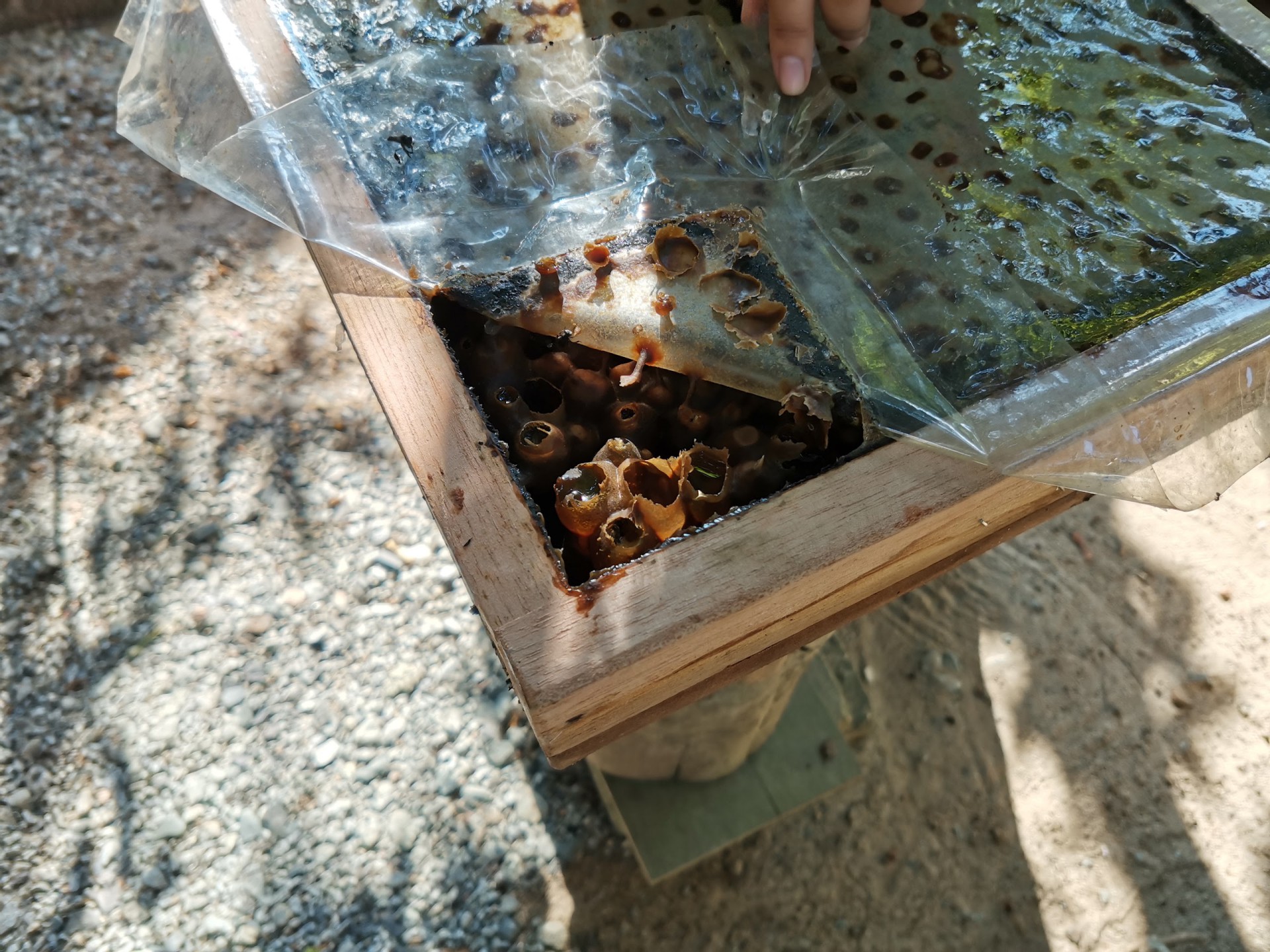Galeri Madu Big Bee Honey — Sorotan tempat