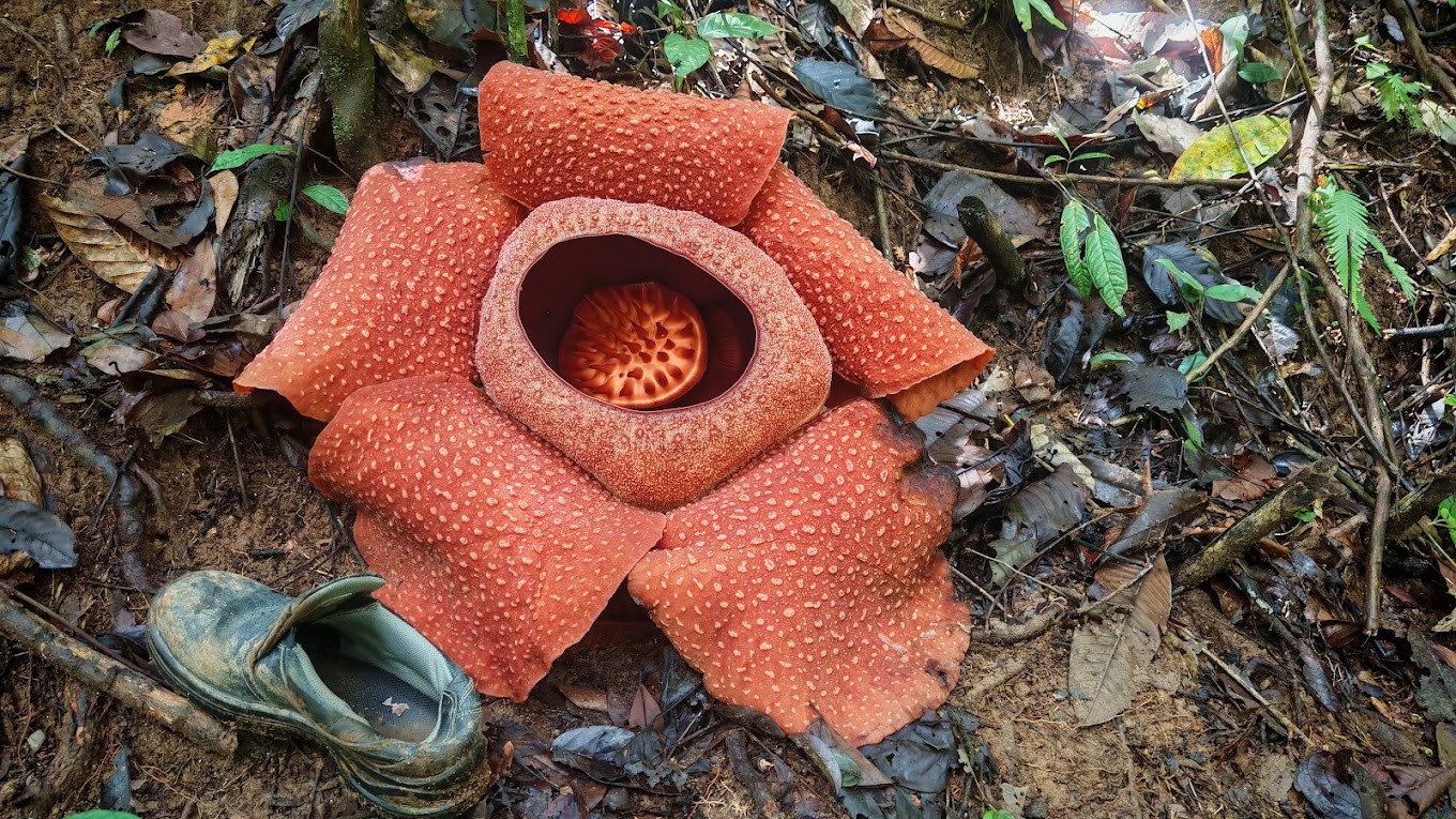 Gambar galeri Taman Konservasi Rafflesia Tanah Tinggi Lojing