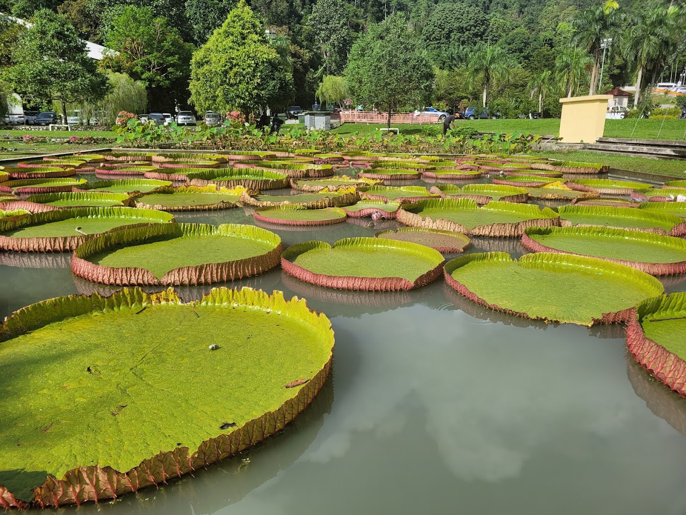 Gambar galeri Taman Botani Pulau Pinang