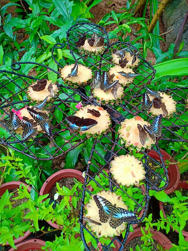 Gambar galeri Entopia by Penang Butterfly Farm