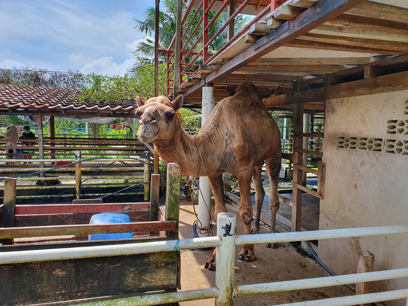 Gambar galeri Audi Dream Farm