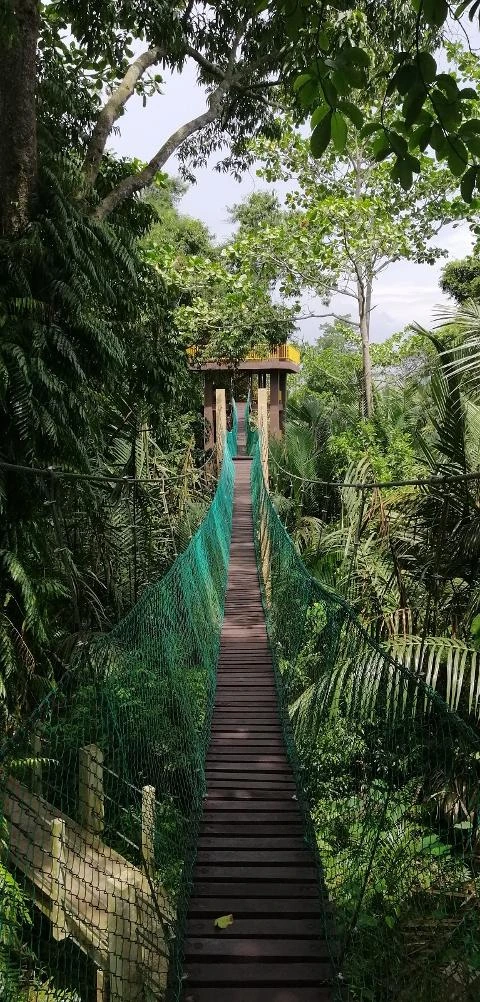 Gambar Hutan Pelajaran Air Hitam Dalam