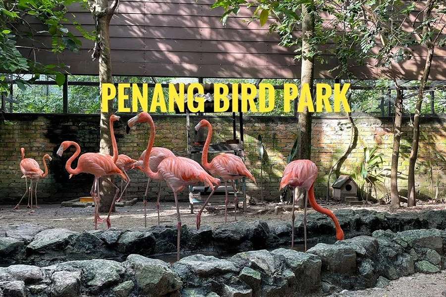 Gambar Penang Bird Park