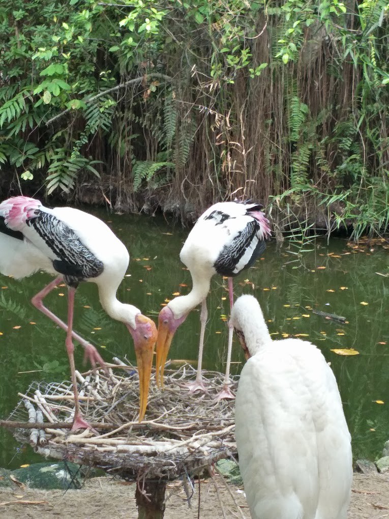 Gambar galeri Penang Bird Park