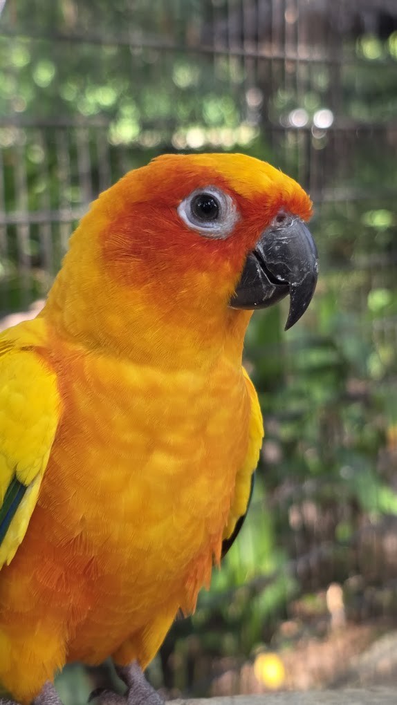 Gambar galeri Penang Bird Park