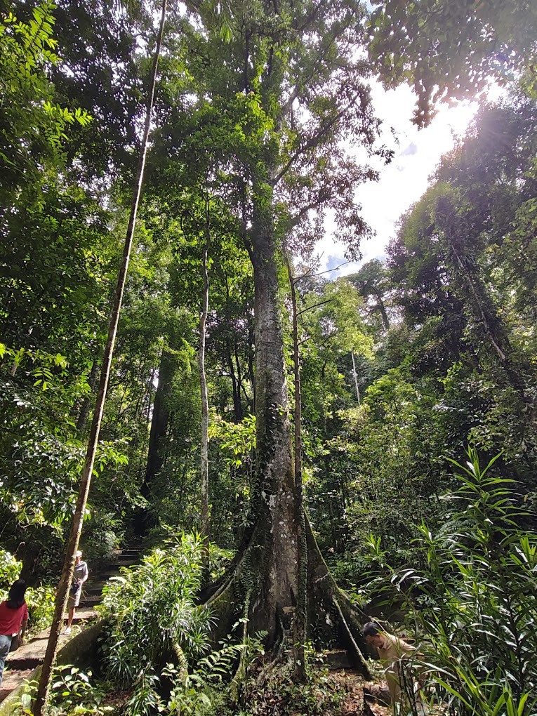 Gambar galeri Taman Rimba Bukit Mertajam