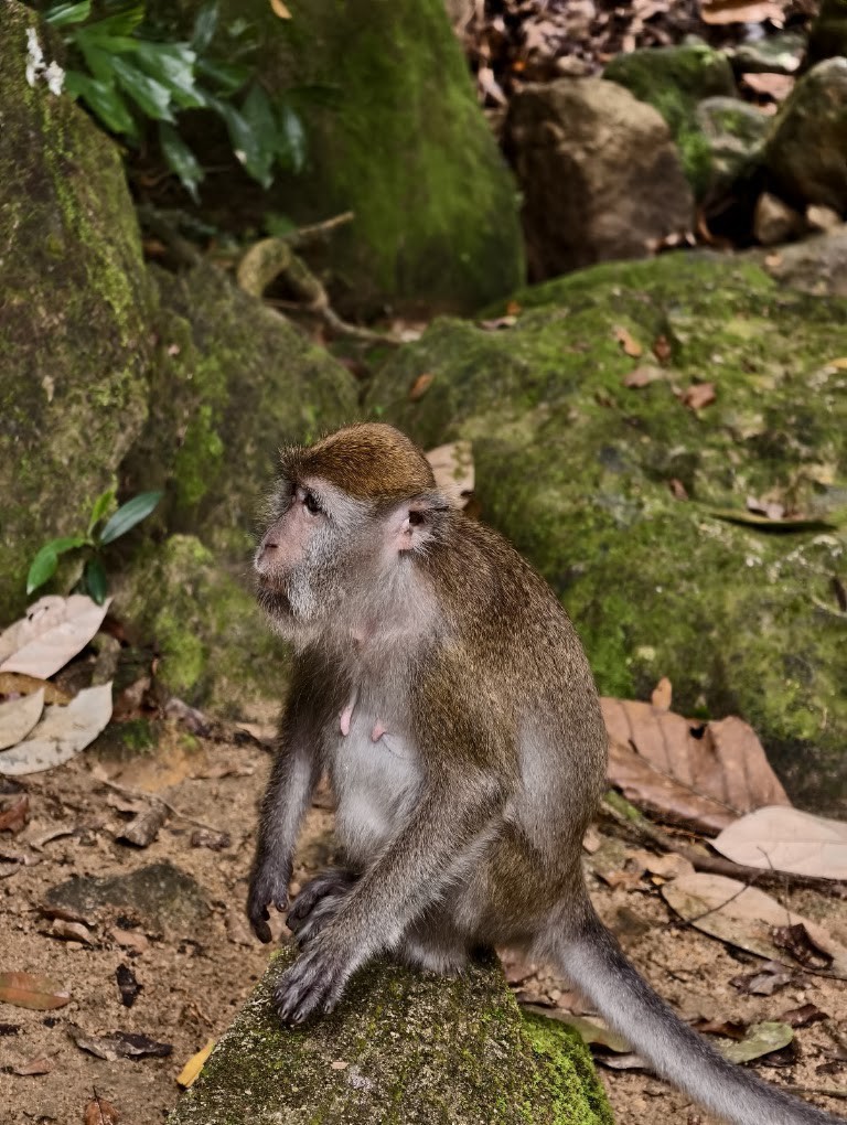 Gambar galeri Taman Rimba Bukit Mertajam