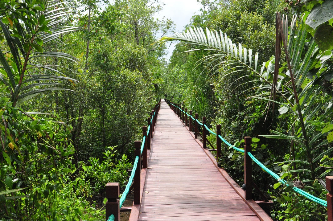 Gambar Setiu Wetlands (Boardwalk)