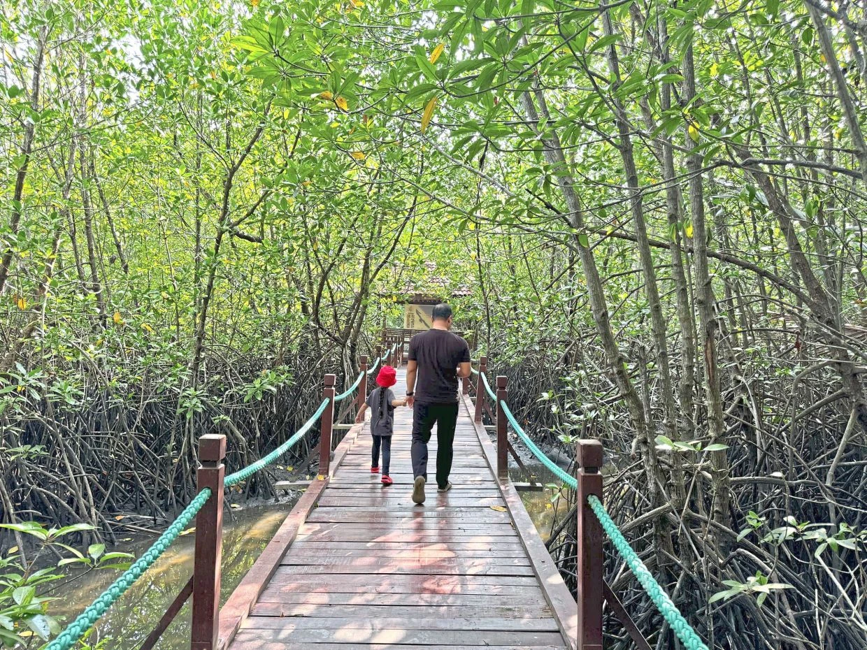 Setiu Wetlands (Boardwalk) — galeri 3