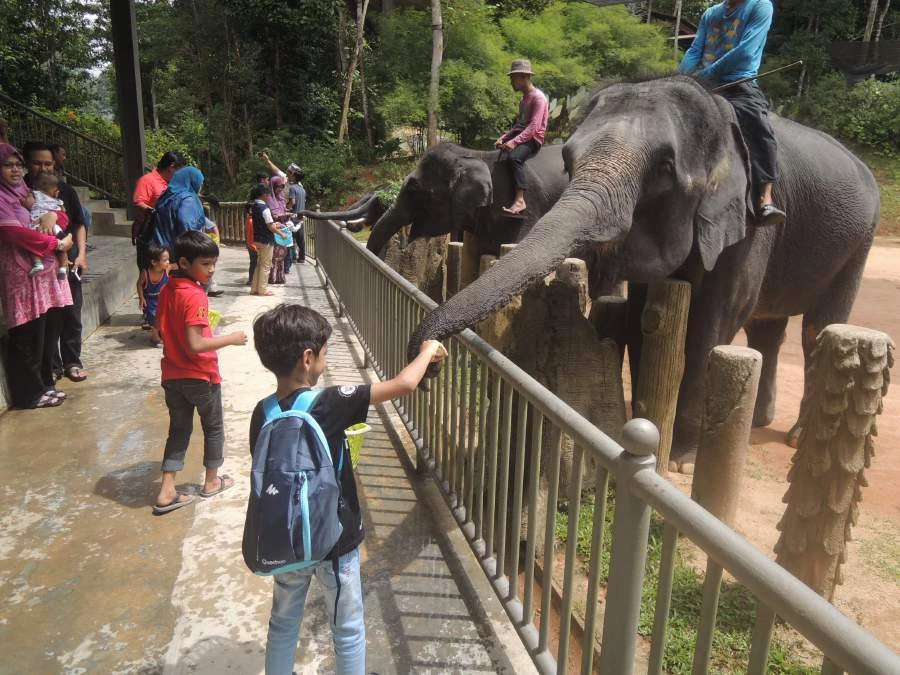 Kenyir Elephant Cultural Village (KECV) — galeri 2