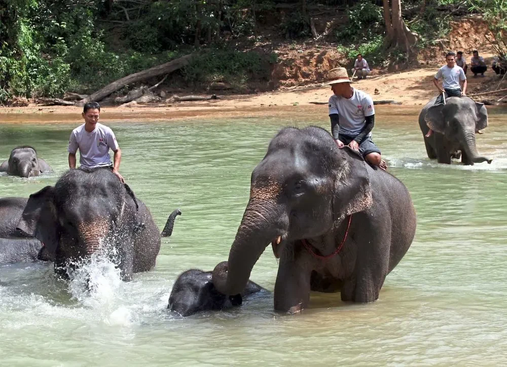 Kenyir Elephant Cultural Village (KECV) — galeri 3