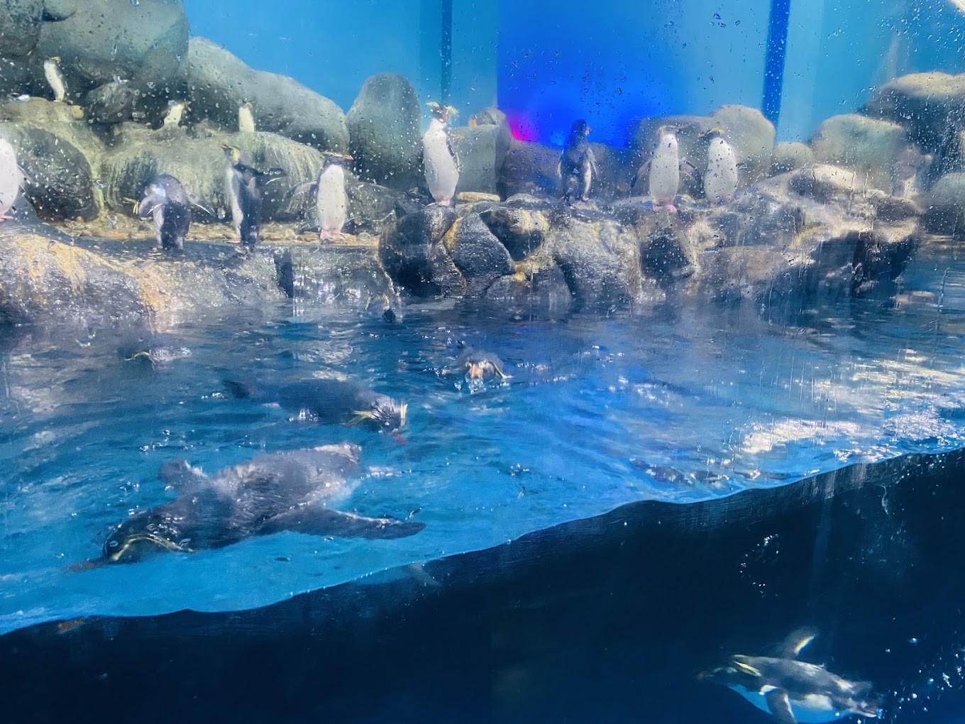 Gambar galeri Underwater World Langkawi