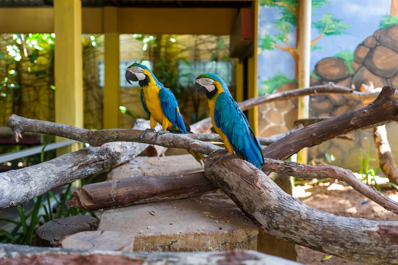 Langkawi Wildlife Park — galeri 3