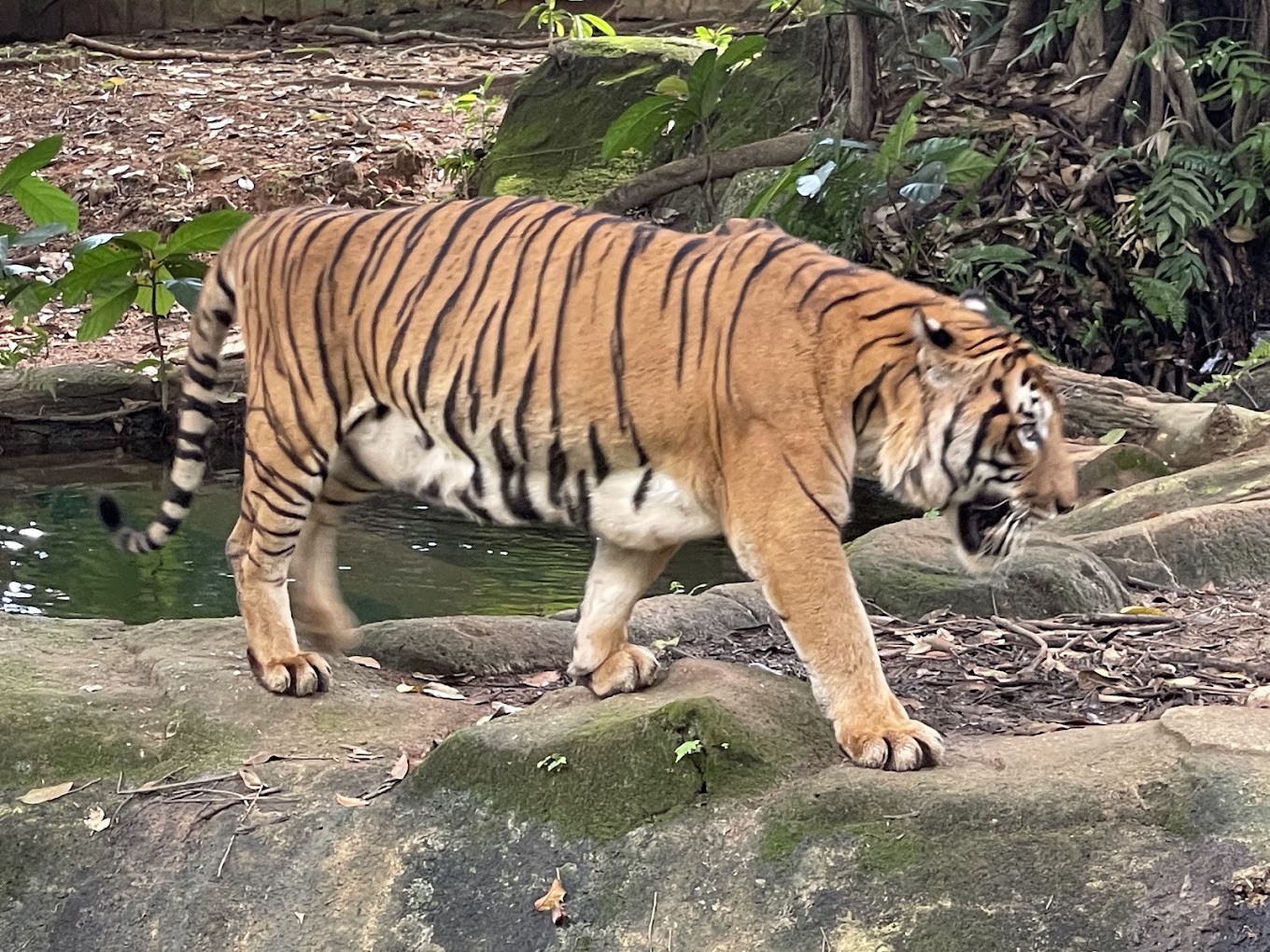 Gambar galeri Zoo Melaka