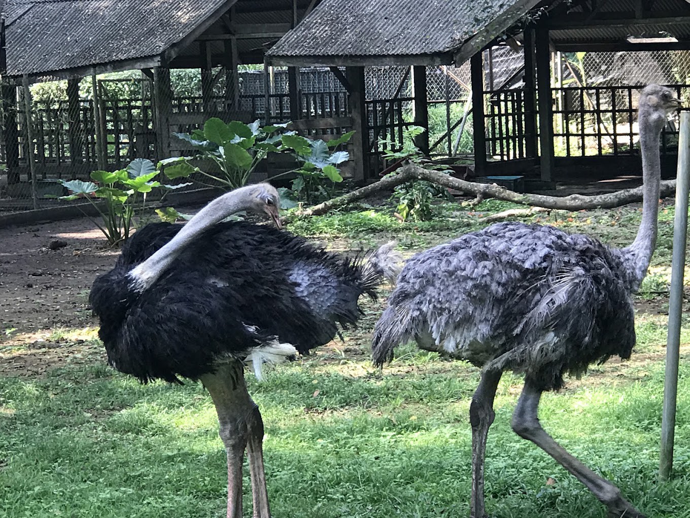 Gambar galeri Zoo Melaka