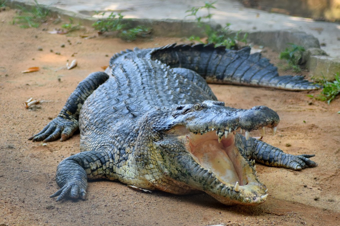 Gambar galeri Taman Buaya & Rekreasi Melaka