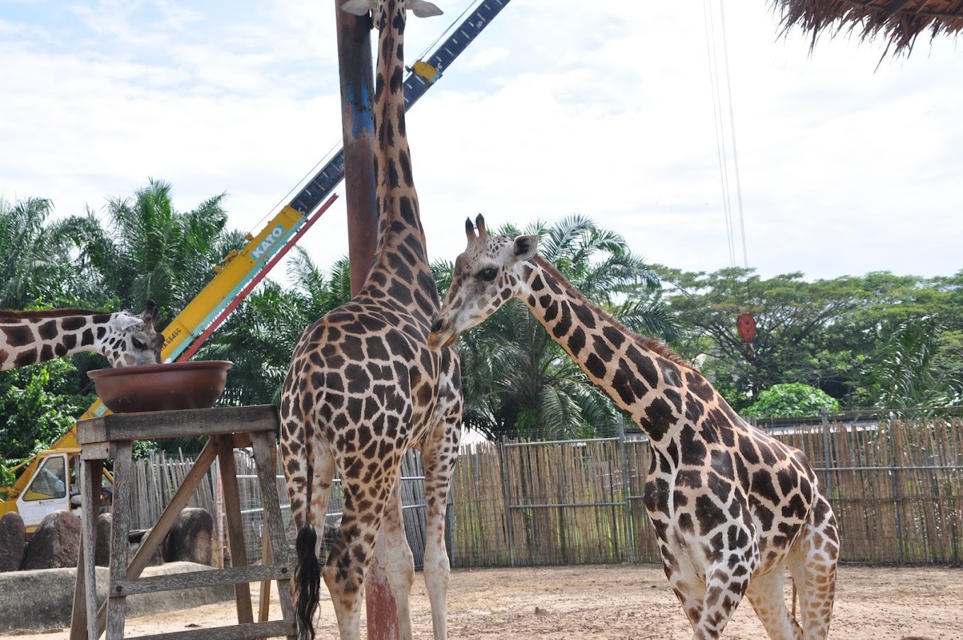 Gambar galeri A'Famosa Safari Wonderland