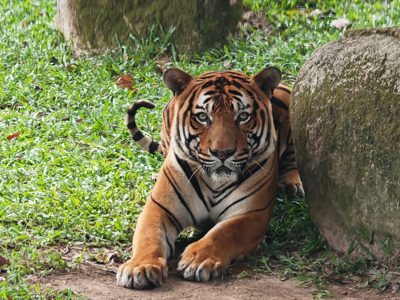 Gambar galeri A'Famosa Safari Wonderland
