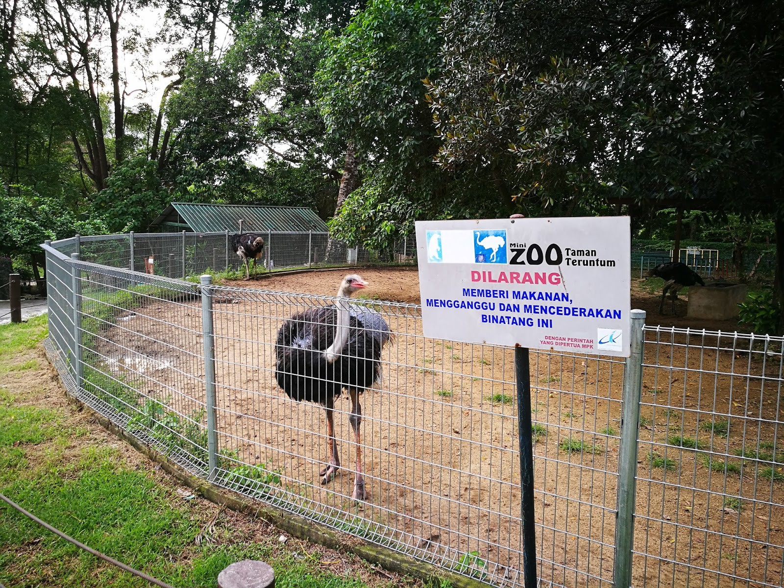 Mini Zoo Teruntum — galeri 4
