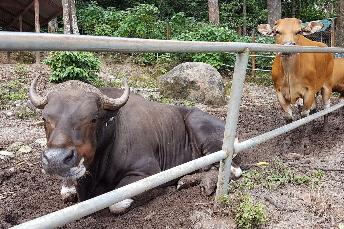Mini Zoo Teruntum — galeri 3