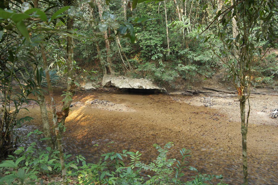 Taman Negara Sungai Relau Merapoh — galeri 2
