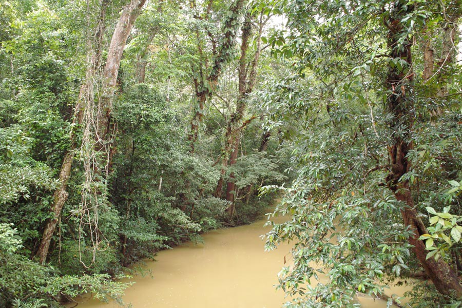 Taman Negara Sungai Relau Merapoh — galeri 3