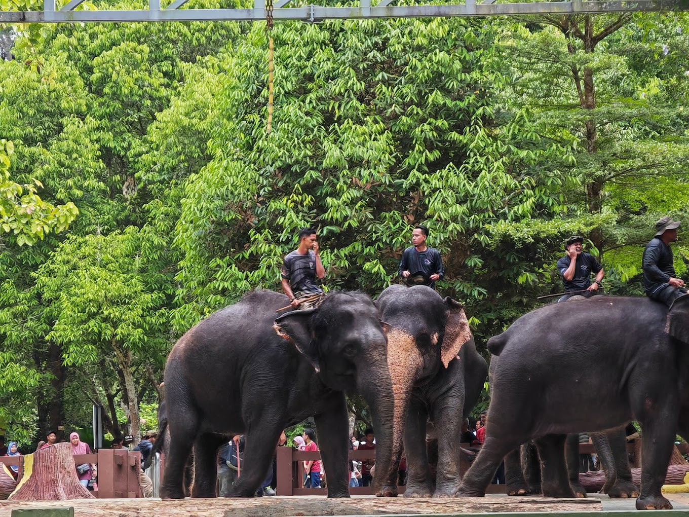 Gambar galeri Pusat Konservasi Gajah Kebangsaan Kuala Gandah