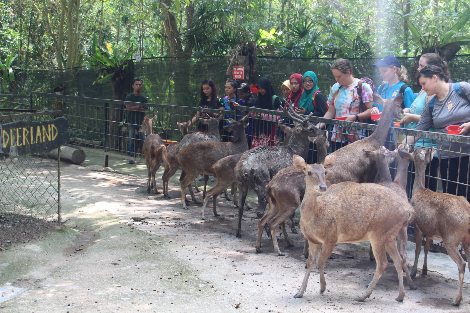 Deerland Park Lanchang — galeri 2