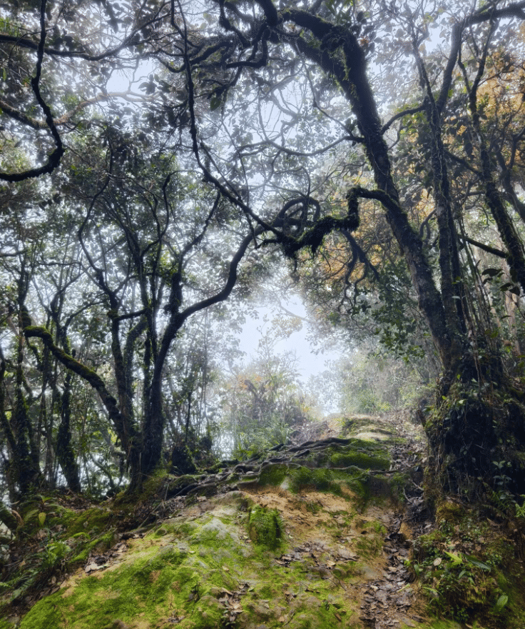 Mossy Forest — galeri 3