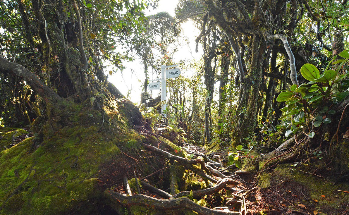 Mossy Forest — galeri 4