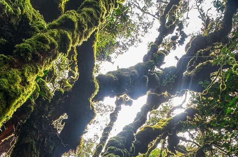 Mossy Forest — galeri 2
