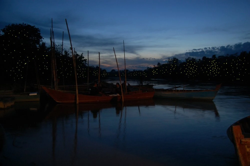 Gambar Kampung Kuantan Fireflies Park