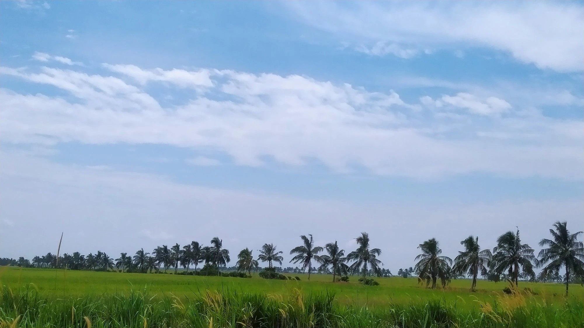 Gambar Sawah Padi Sekinchan