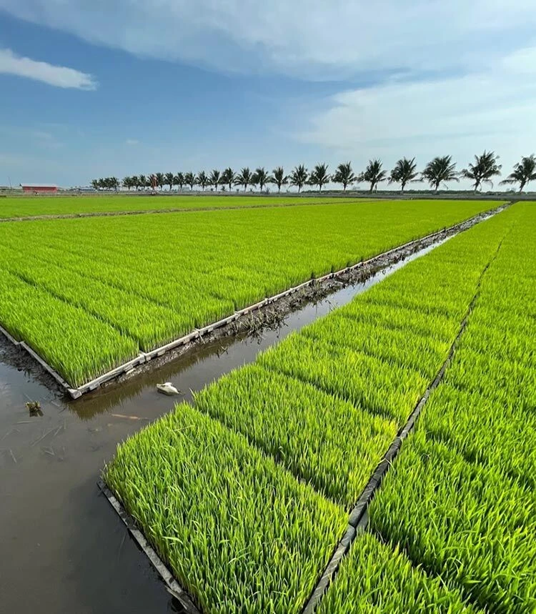 Sawah Padi Sekinchan — galeri 4