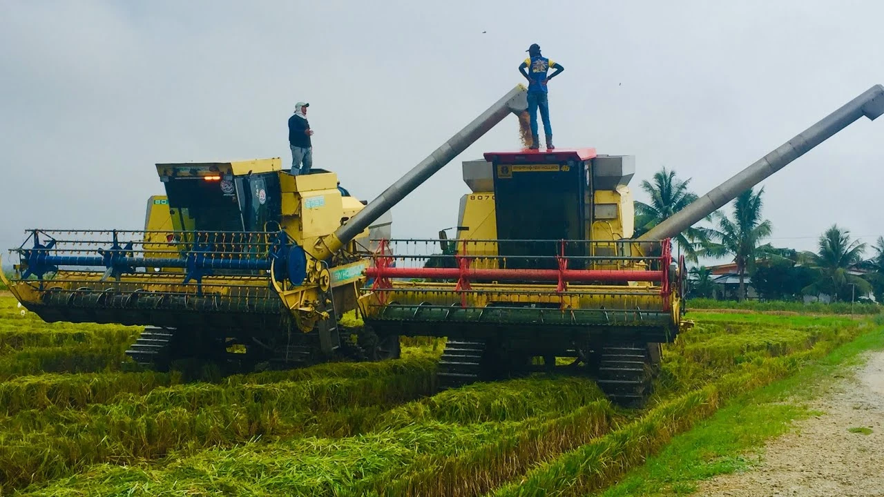 Sawah Padi Sekinchan — galeri 2