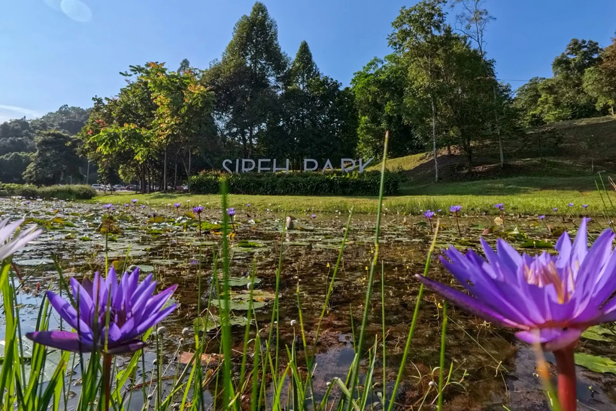 Sireh Park — galeri 2